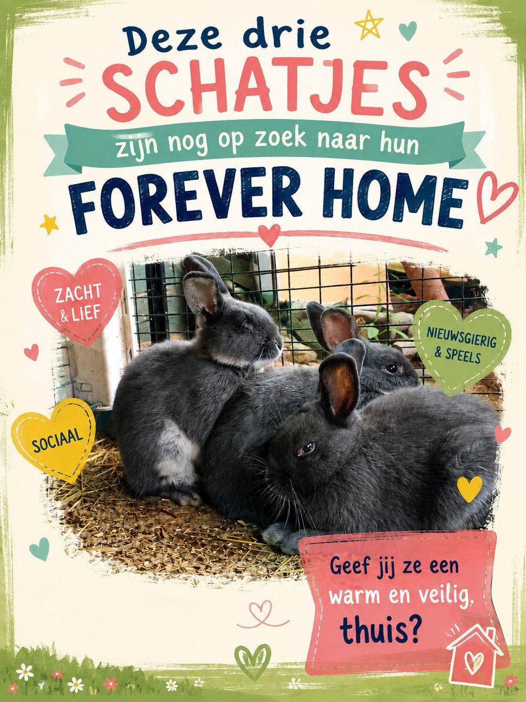 Nog 3 lieve kleine rammetjes zoeken een lief baasje., Meerdere dieren, Dwerg, Hangoor, 0 tot 2 jaar