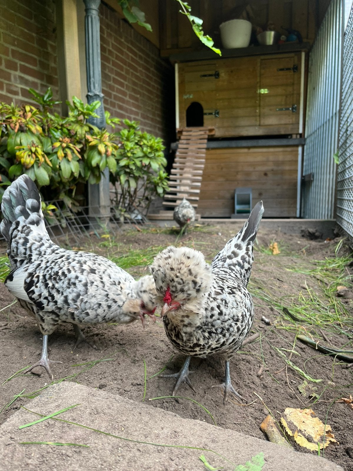 3 x Watermaalse baardkriel, Dieren en Toebehoren, Vrouwelijk, Kip