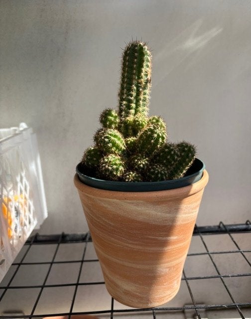 Cactus, Ophalen, Overige soorten, Volle zon