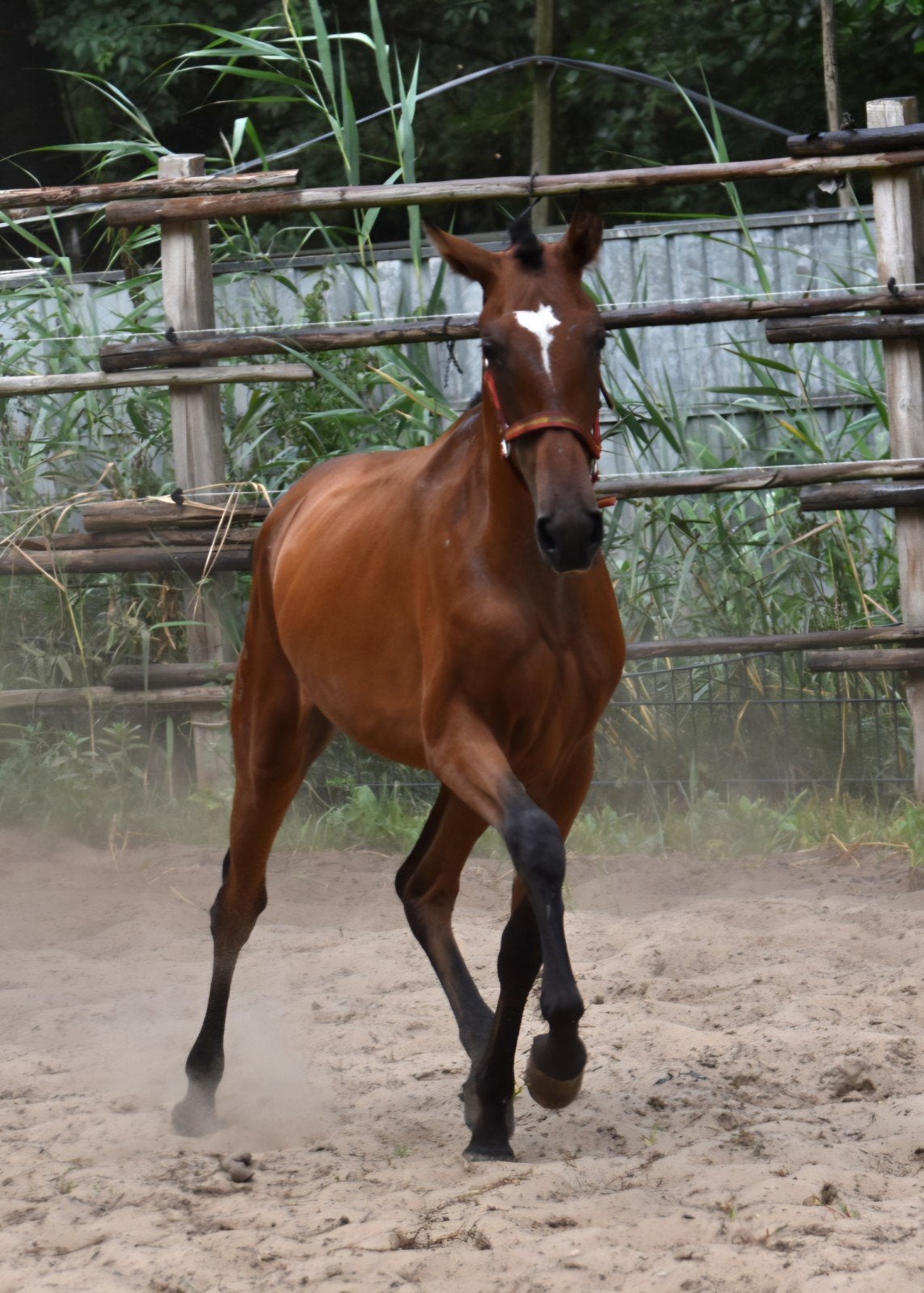 Foto 5 van jonge veelbelovende pre paarden ELITE PAPIEREN