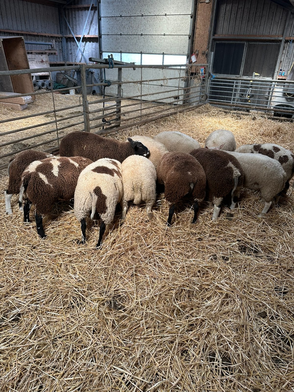 Bonte en texelaar dekrammen, Mannelijk, Schaap