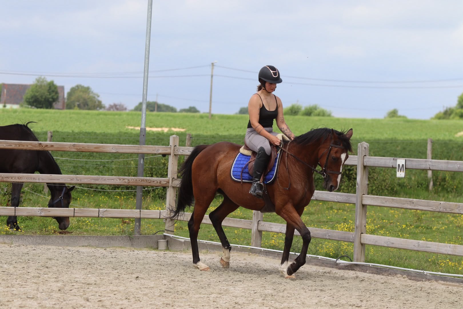 Doreen – lieve 12-jarige merrie van ca. 1,60 m, Zadelmak, 3 tot 6 jaar, Gechipt, Recreatiepony