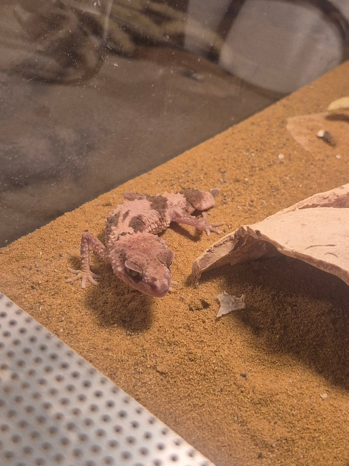 Nephrurus wheeleri 4 stuks, Hagedis, Tam, 0 tot 2 jaar