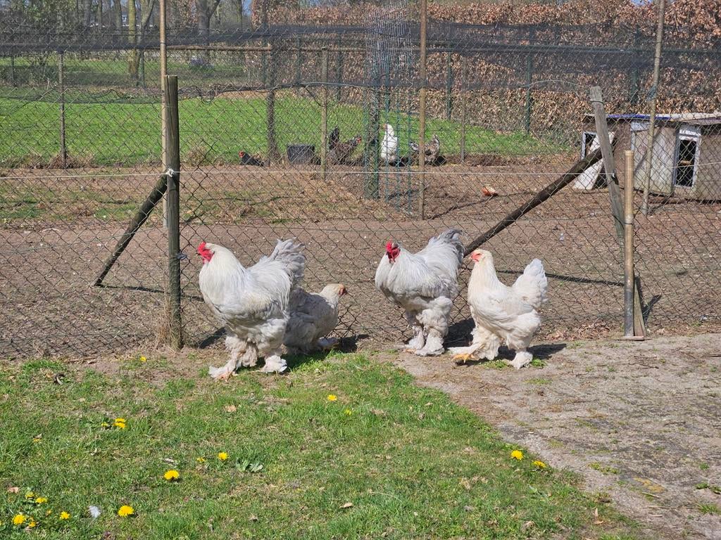 Broedeieren Brahma Isabel, Dieren en Toebehoren, Pluimvee, Geslacht onbekend, Kip