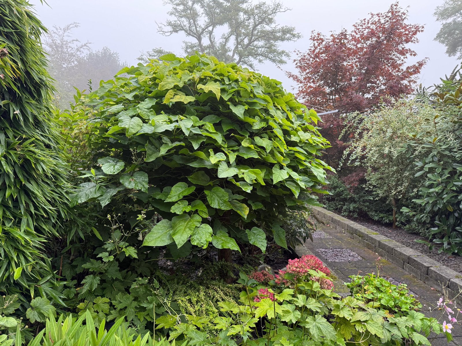 Catalpa, Tuin en Terras, Ophalen, 100 tot 250 cm