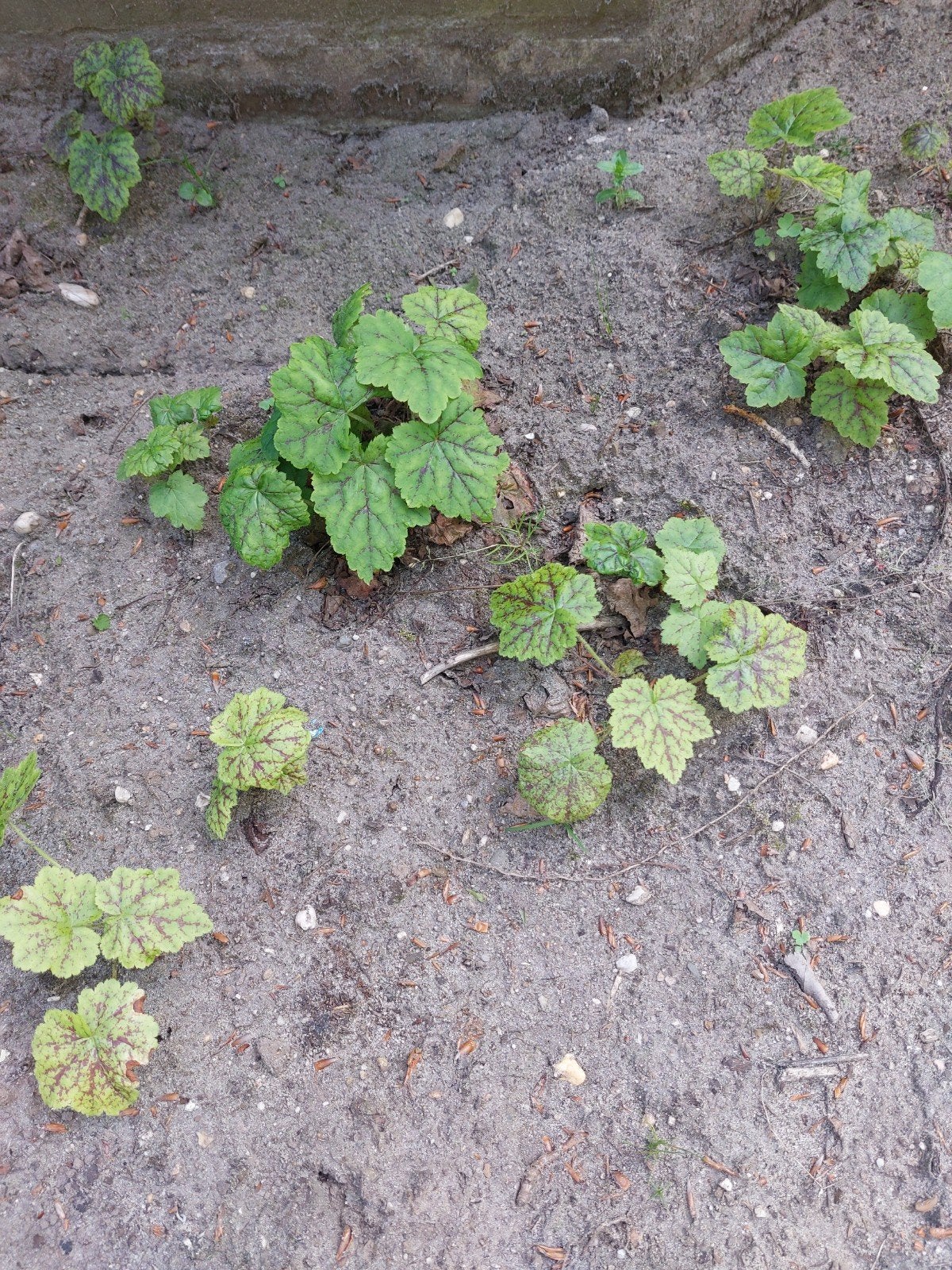 Stekjes van Tiarella., Ophalen, Bodembedekkers, Vaste plant, Halfschaduw