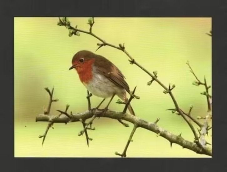 Roodborstje Erithacus Rebecula Spring Bird Vogel Sleedoorn., Ophalen of Verzenden, 1980 tot heden, Ongelopen, Vogel