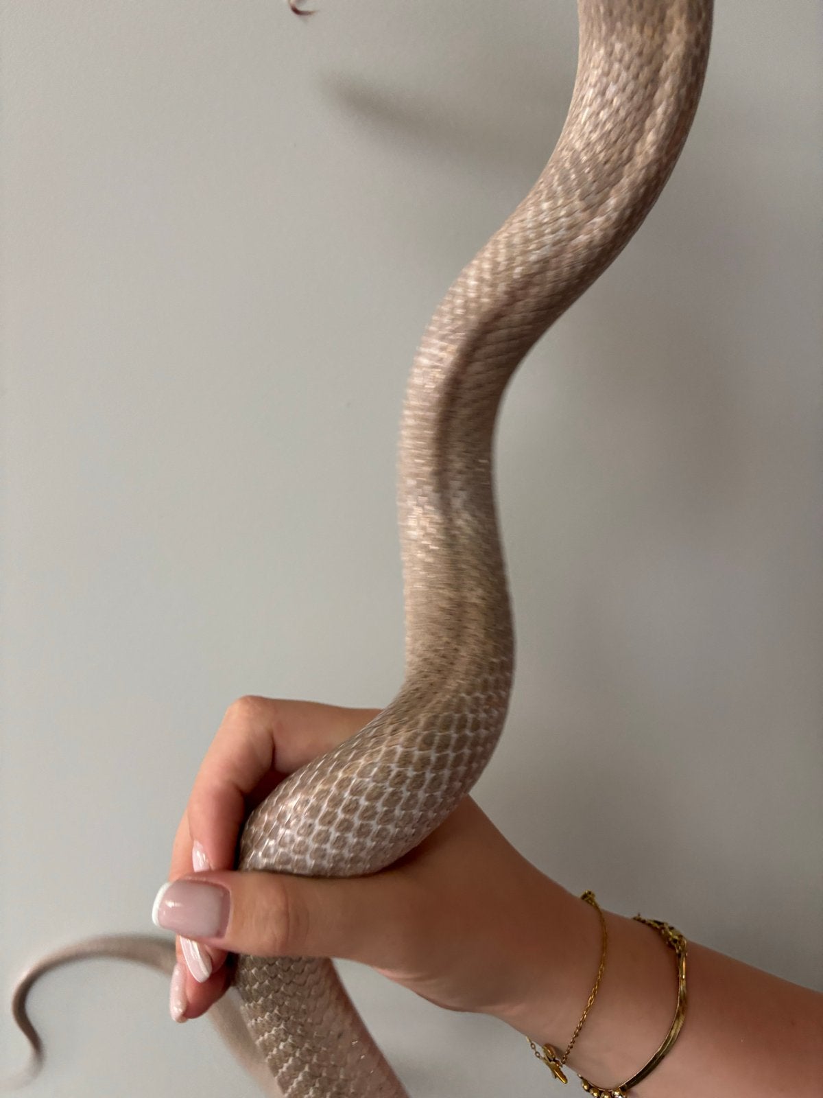Te koop een mooie rattenslang Rat Snake photo 7