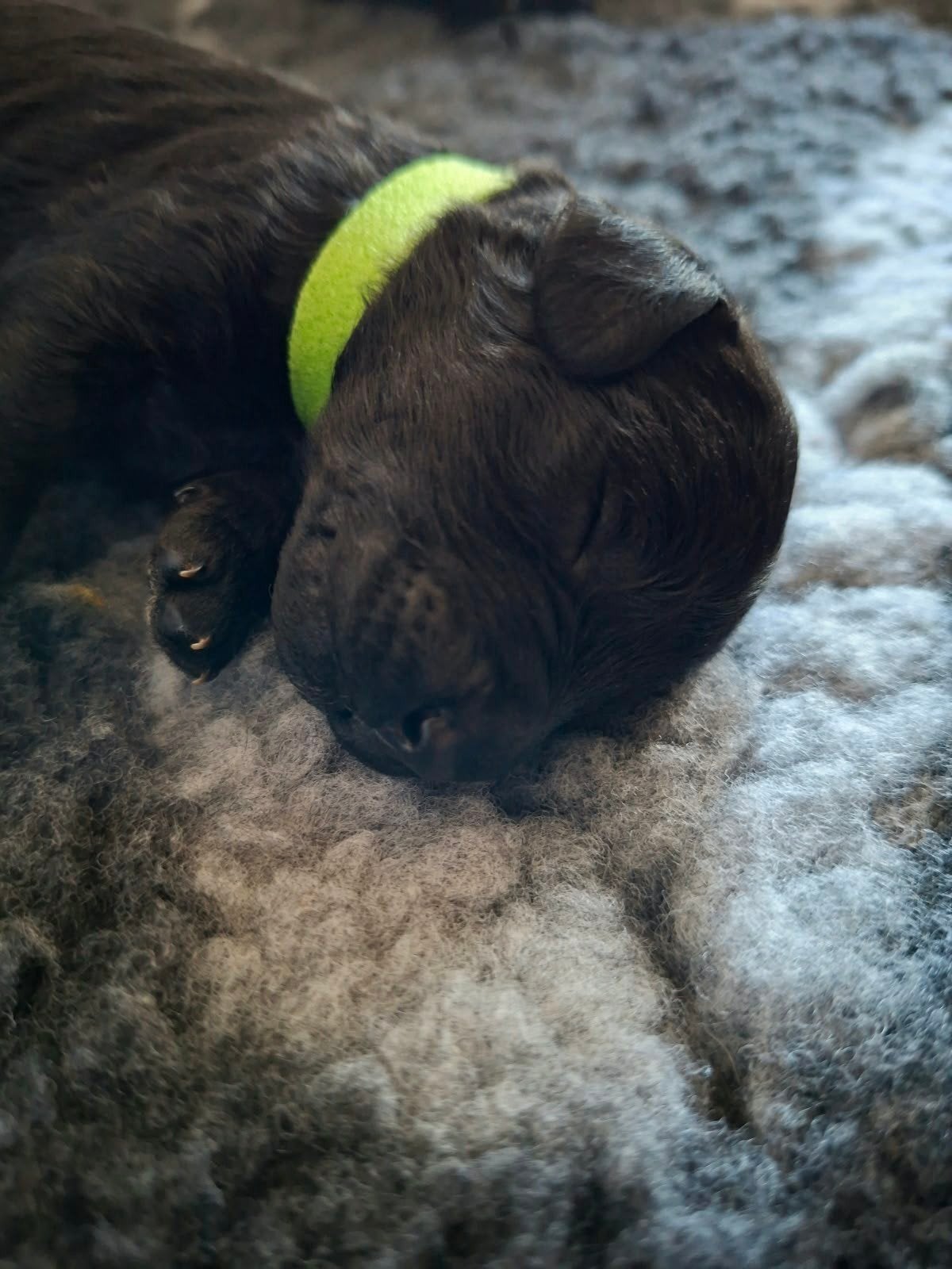F7 multigen labradoodle puppy's, Dieren en Toebehoren, 8 tot 15 weken, CDV (hondenziekte), Meerdere, Meerdere dieren
