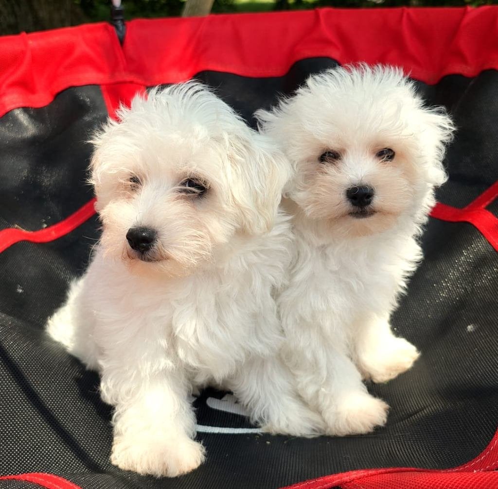 Prachtige Maltezer Puppy's / 13 weken / NU BESCHIKBAAR!, Dieren en Toebehoren, Honden | Chihuahua's en Gezelschapshonden, Parvo