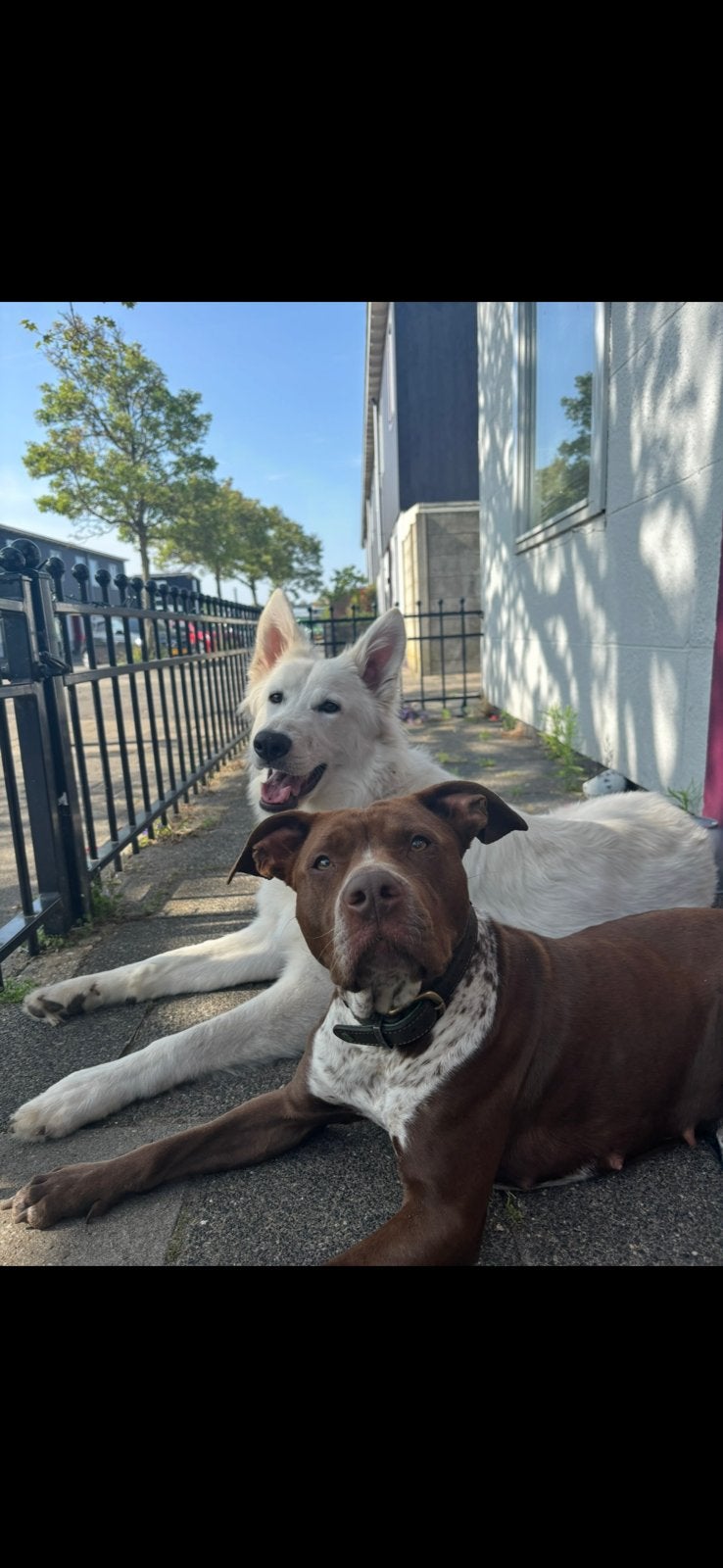 Amerikaanse Pitbull en zwitserse witte herder, Teef, Meerdere, Nederland, Particulier