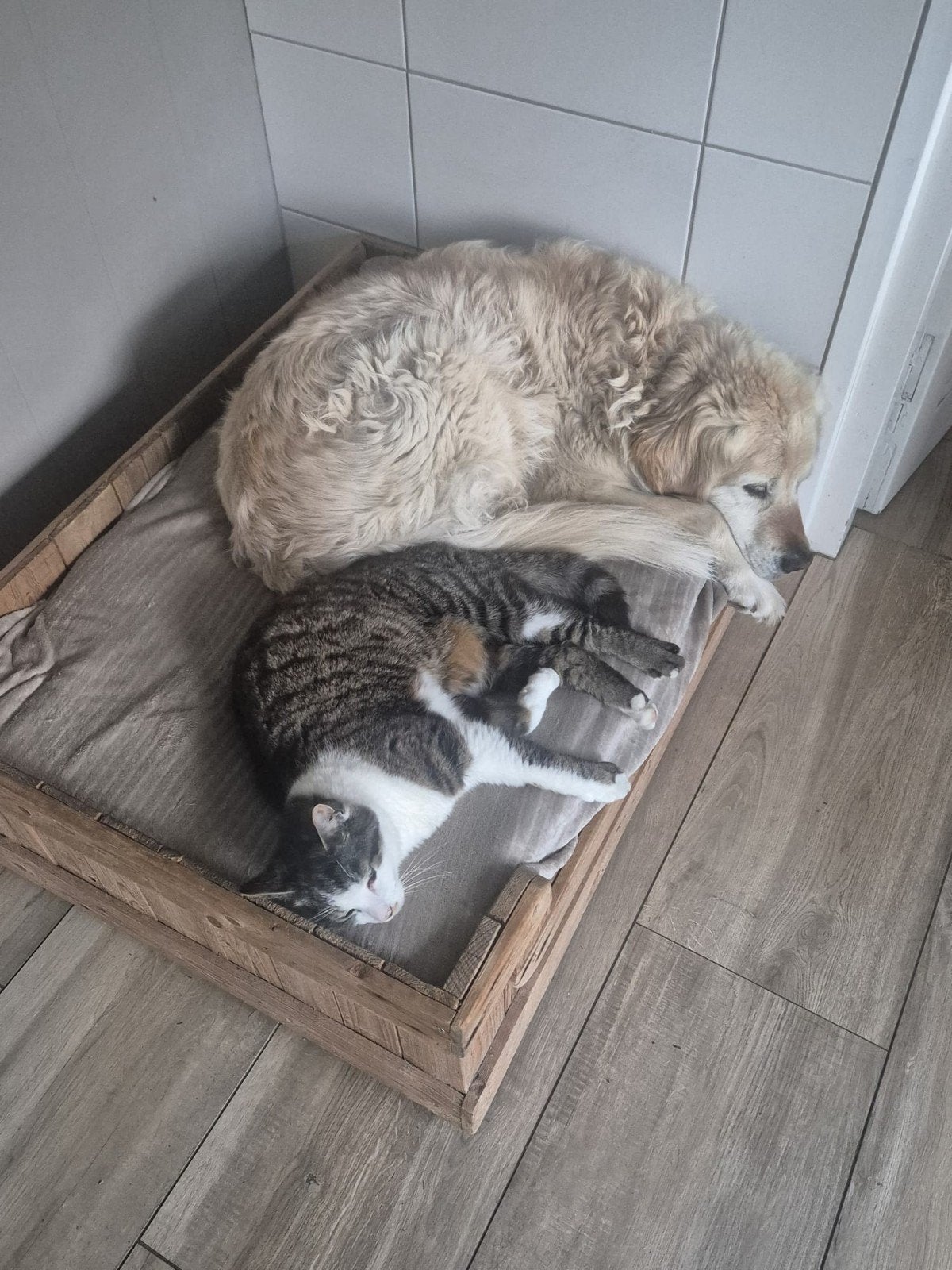 GEZOCHT een lieve aanhankelijke kat/ poes, Dieren en Toebehoren, Poes