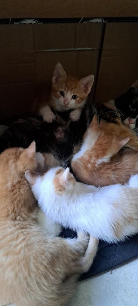 Nieuw huisje gezocht voor deze lieve katertjes!, Kater