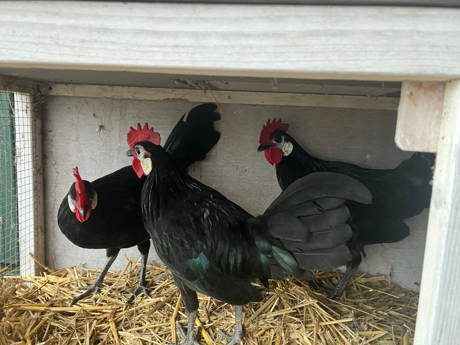 Spaanse hoen wit wang hoen, Mannelijk, Kip