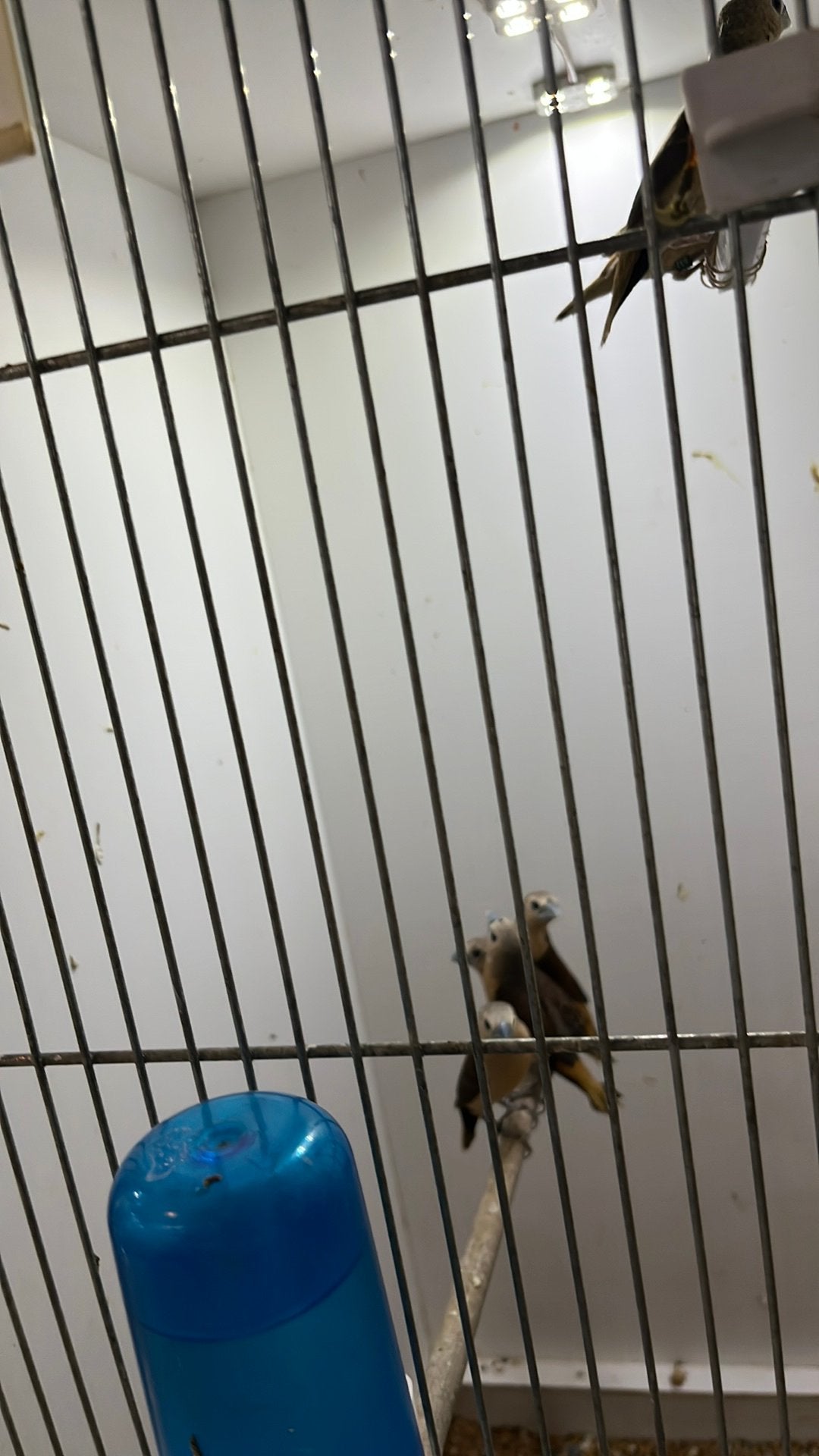 Koppel gele rietvinken, Dieren en Toebehoren, Meerdere dieren, Tropenvogel, Geringd