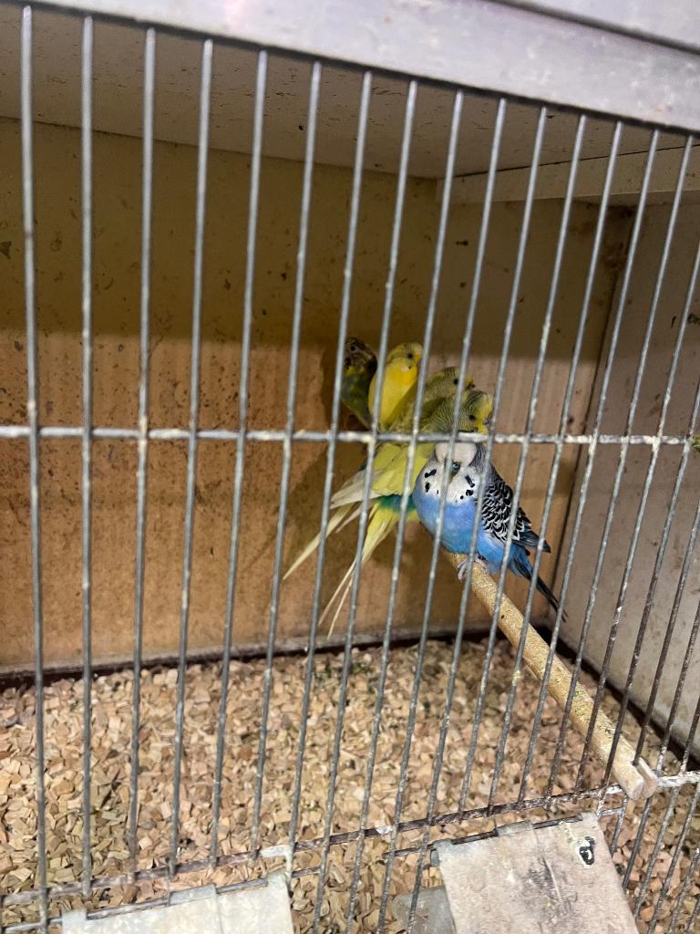 Diverse Vogels tekoop.  en  kooien  tekoop, Dieren en Toebehoren, Vogels | Parkieten en Papegaaien, Meerdere dieren, Parkiet