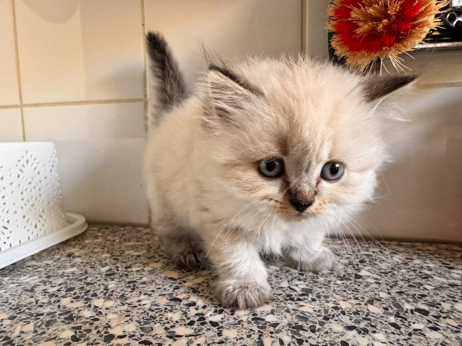 Perzische kitten