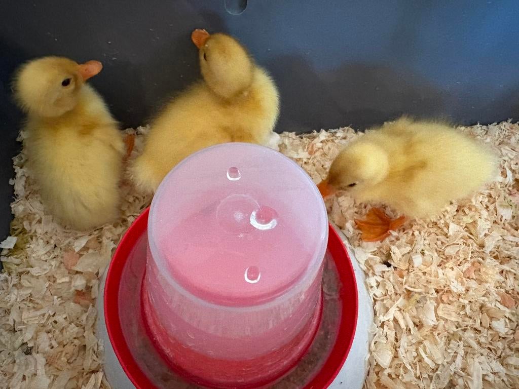 3 peking eenden kuikentjes, Dieren en Toebehoren, Pluimvee, Meerdere dieren, Eend