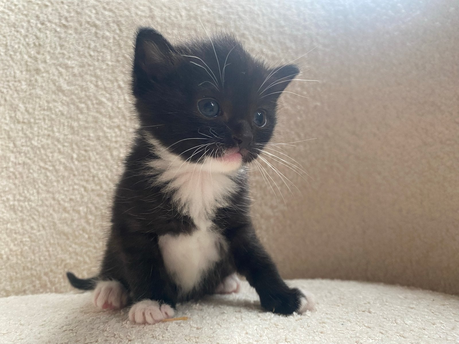 Lieve Kittens zoeken warm thuis, Meerdere dieren, 0 tot 2 jaar