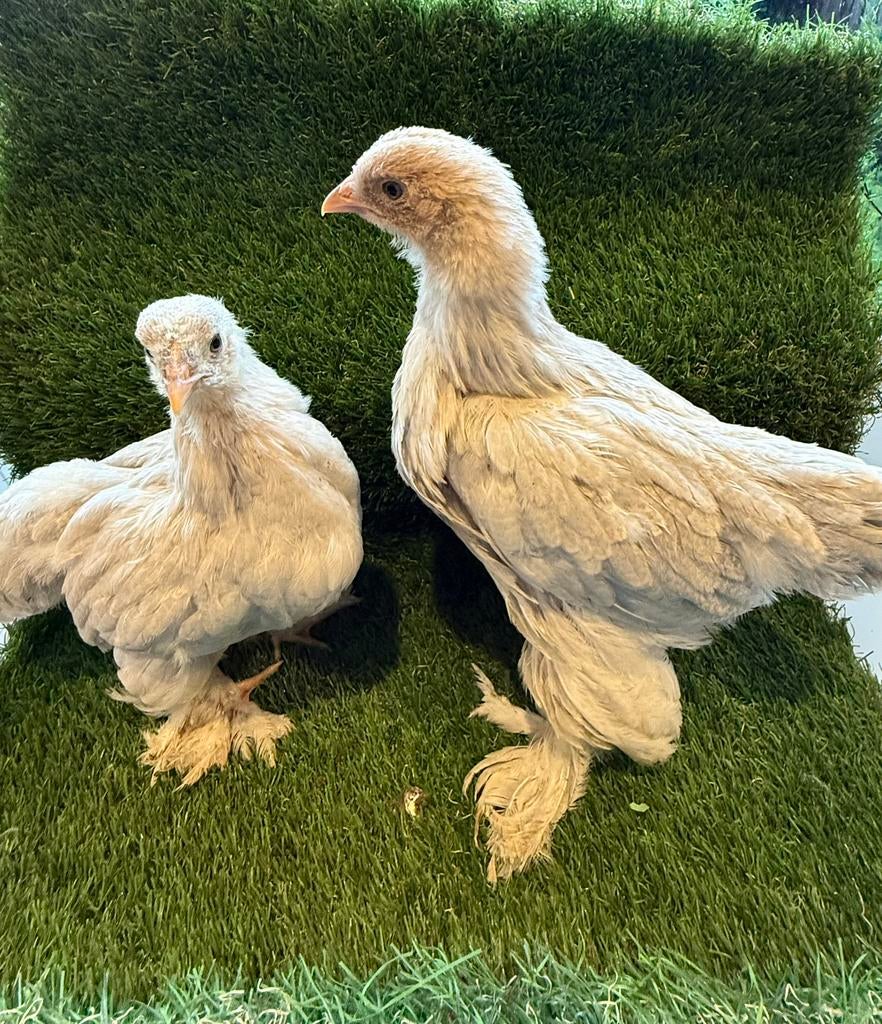 Brahma groothoender isabel parelgrijs patrijs hennen, Dieren en Toebehoren, Pluimvee, Vrouwelijk, Kip
