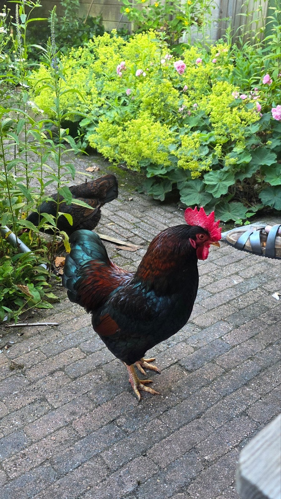 Barnevelder kriel, Dieren en Toebehoren, Pluimvee, Vrouwelijk, Kip