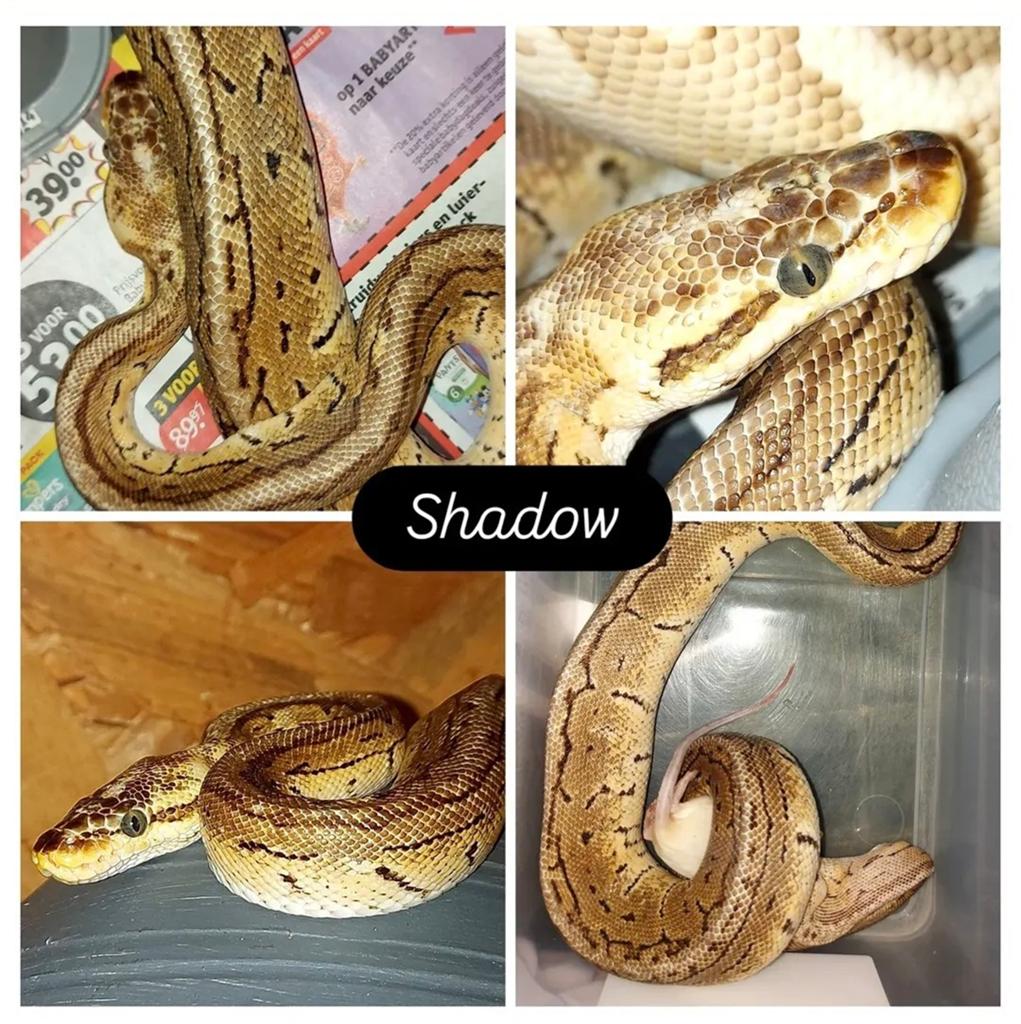 Ball Python, Dieren en Toebehoren, Reptielen en Amfibieën, Slang