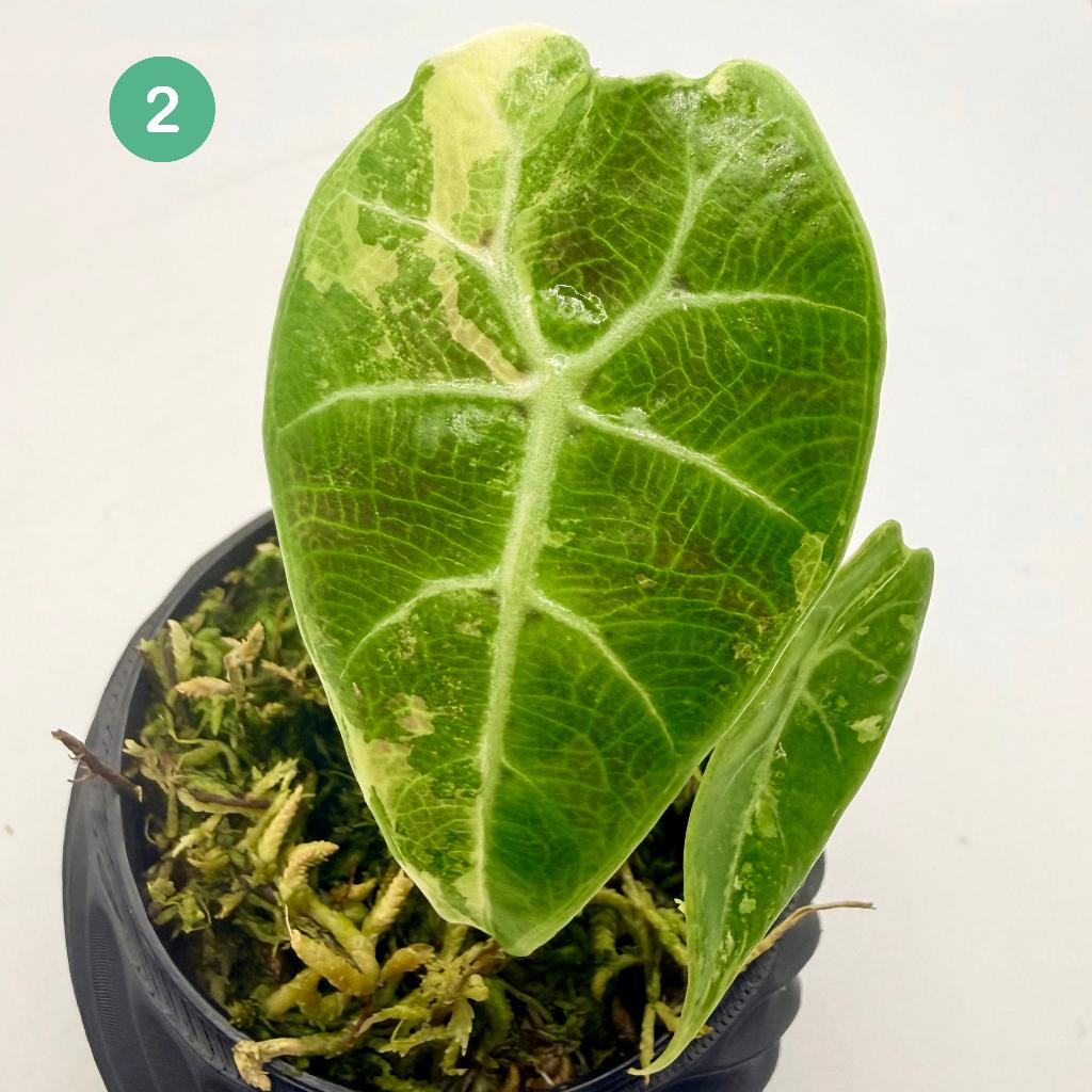 Alocasia Watsoniana - Albo/Pink Variegata, Huis en Inrichting, Kamerplanten, Verzenden, Halfschaduw, Minder dan 100 cm