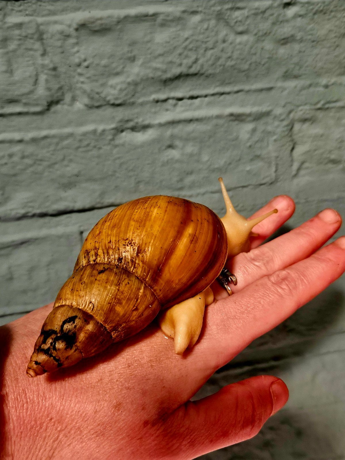 Afrikaanse Reuzenslakken - Albino - Achatina Fulica - Slak, Dieren en Toebehoren, 0 tot 2 jaar