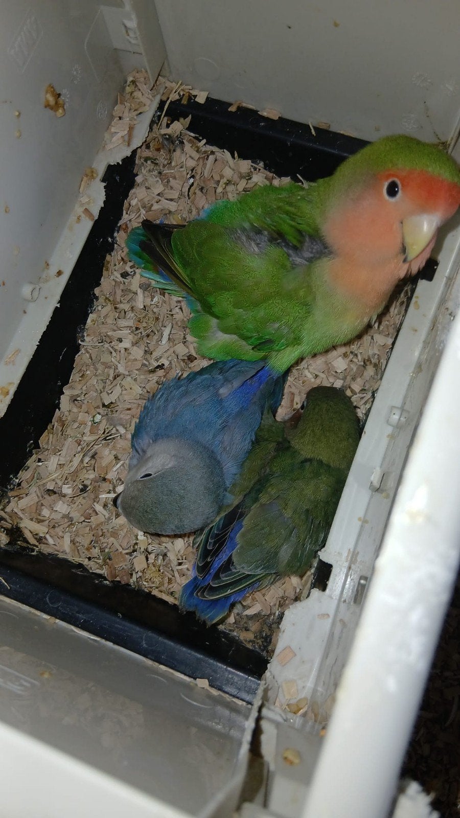 Baby agapornis rosicollis + ouderlijk kweekkoppel., Meerdere dieren, Dwergpapegaai of Agapornis, Geringd