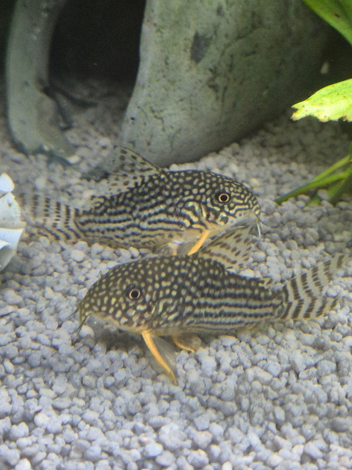 Corydoras sterbai, Dieren en Toebehoren, Vis, Zoetwatervis, Schoolvis