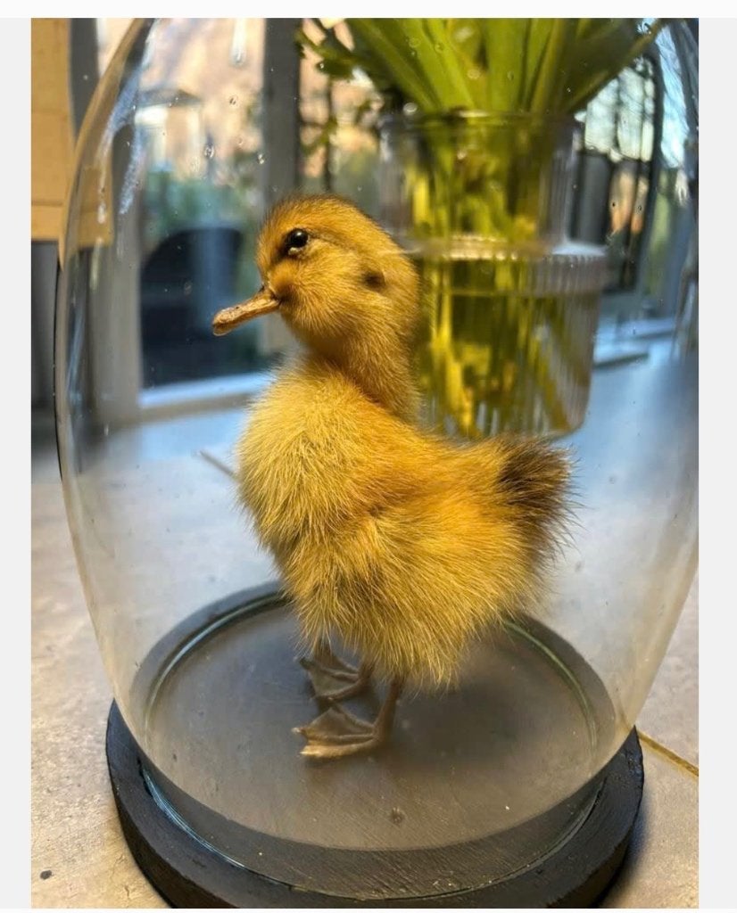 Echt opgezet eendje onder mooie stolp eivormig 21 cm, Verzamelen, Dierenverzamelingen, Ophalen of Verzenden, Nieuw, Vogel, Opgezet dier