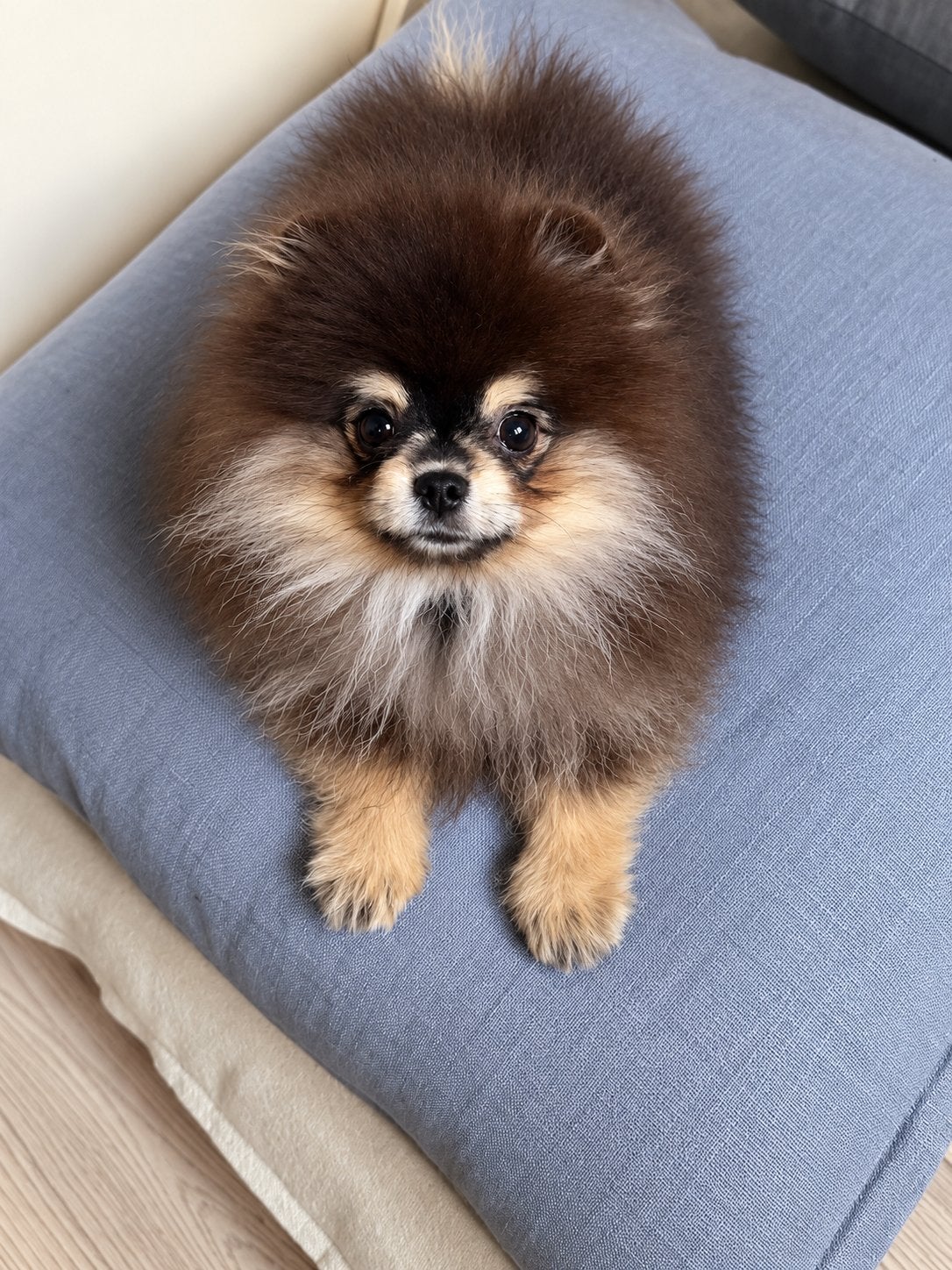 Pomeriaan pup bear face, Particulier, 15 weken tot 1 jaar, Overige rassen, Buitenland