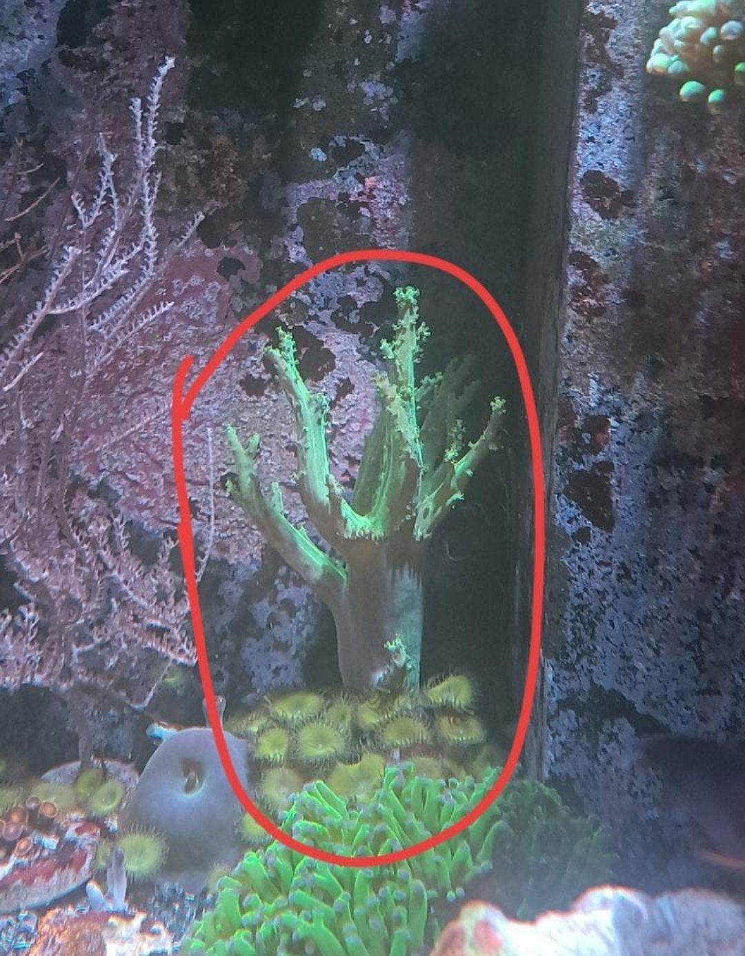 Lederkoraal (groen) met Palythoa, Dieren en Toebehoren, Vis