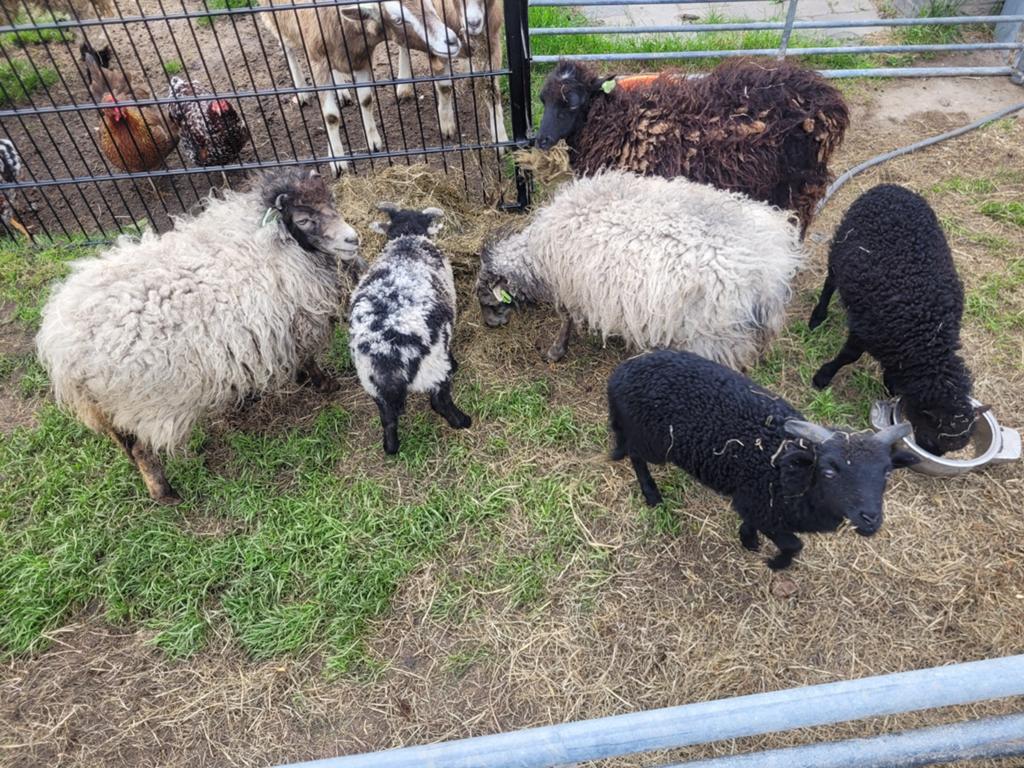 Prachtige makke Quisant schaapjes met lam, Dieren en Toebehoren, Schapen, Geiten en Varkens, Meerdere dieren, Schaap