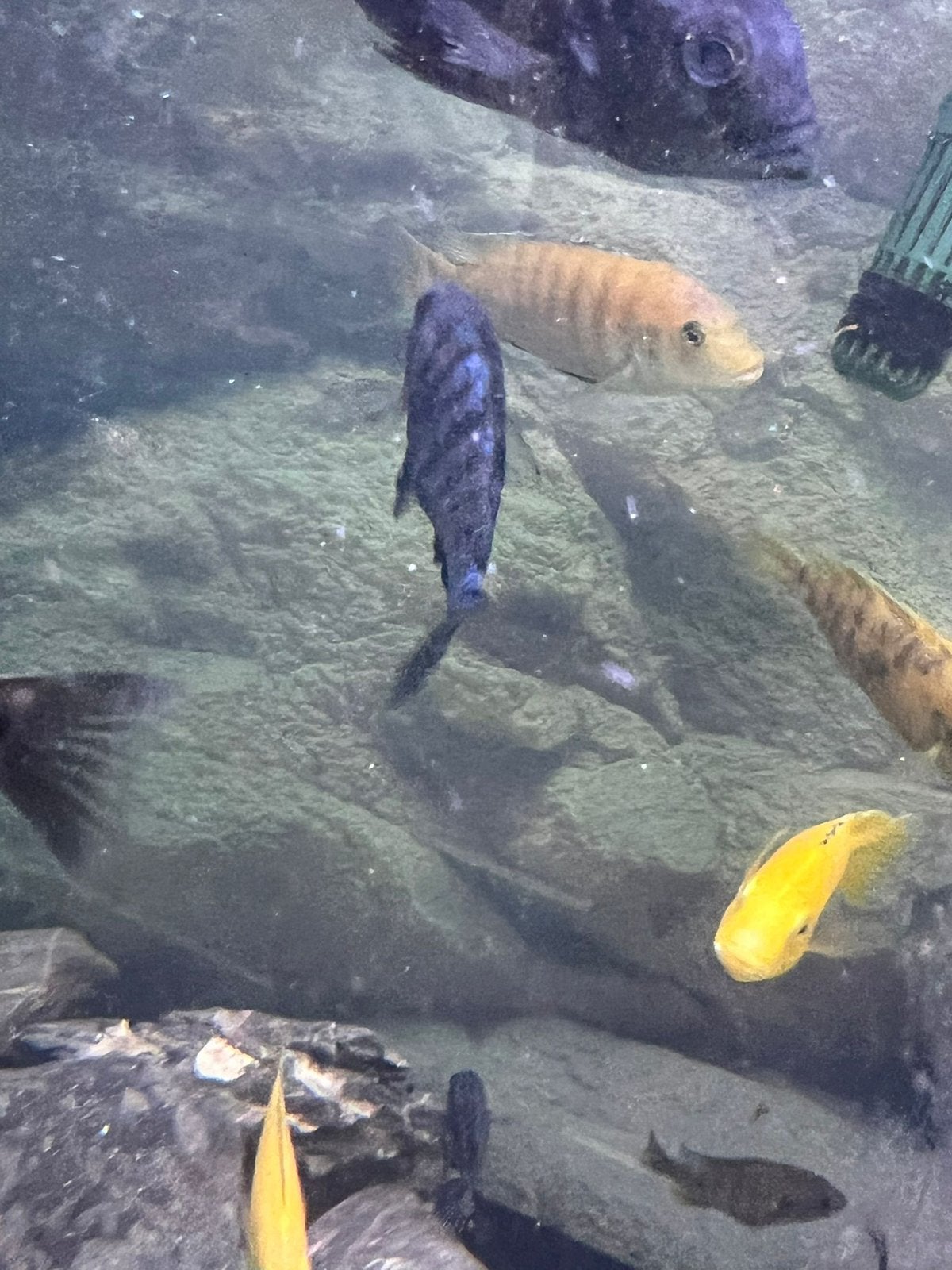 Placidochromis phenochilus, Vis
