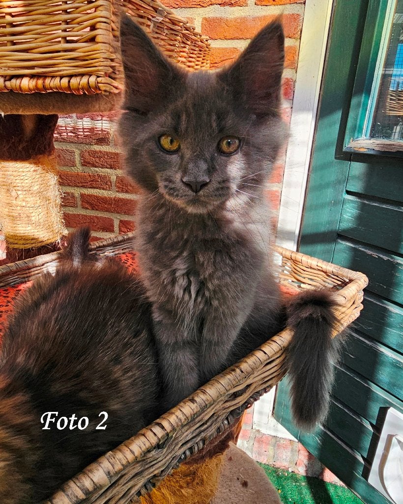 Main Coon 100% kitten, katertje, 1 Blue Smoke, Kater, Gechipt, 0 tot 2 jaar