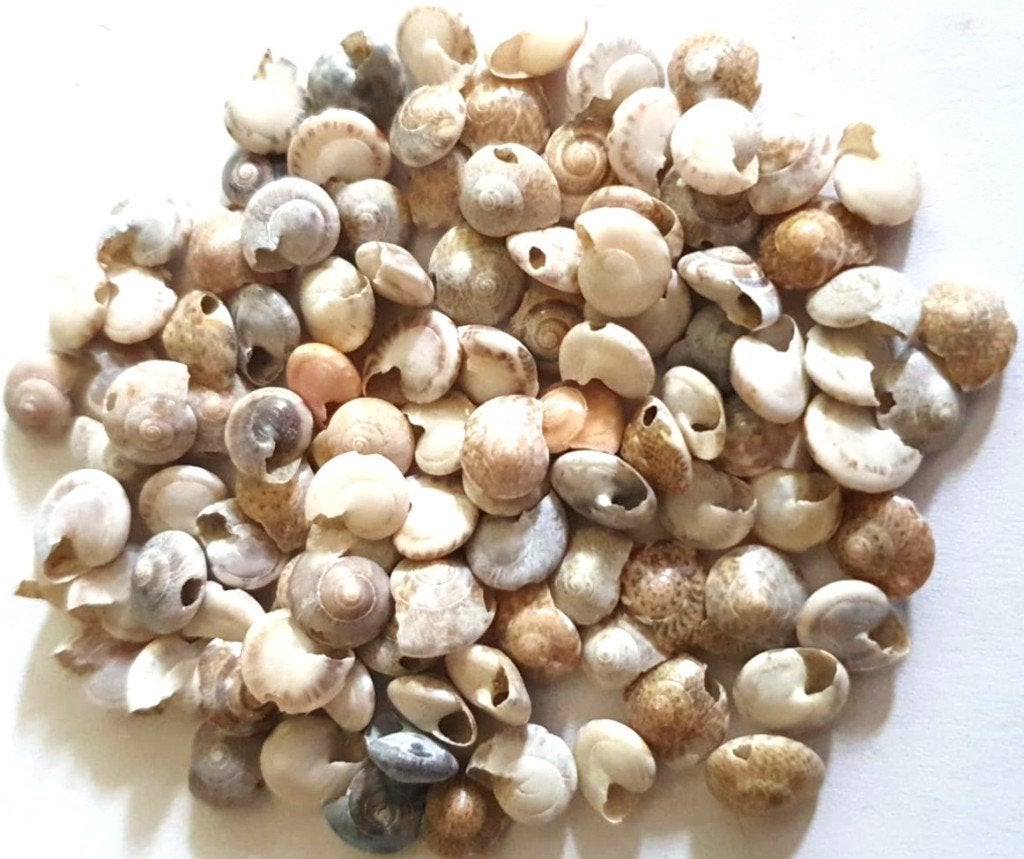 100 gemeleerde schelpen kralen 8 mm, Verzenden, Nieuw, Kraal
