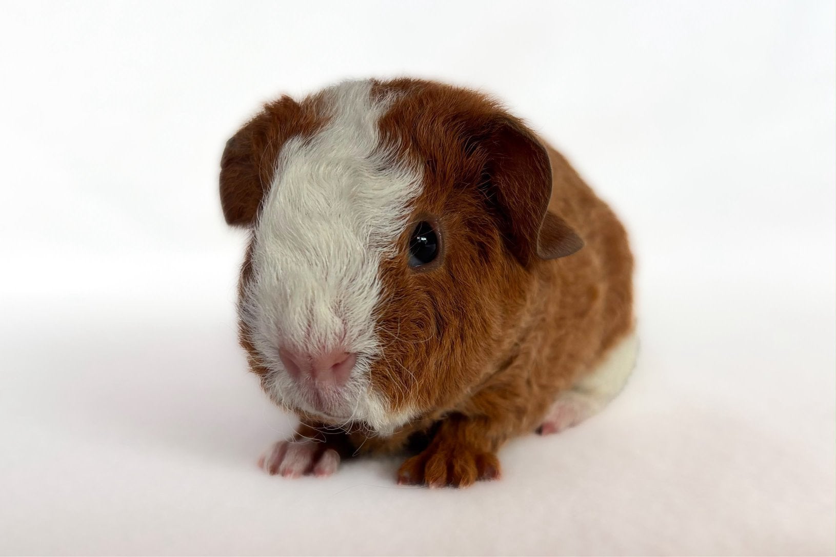 Lief goud-wit bont US teddy beertje, Dieren en Toebehoren, Knaagdieren, Cavia, Augustus, Mannelijk, Tam
