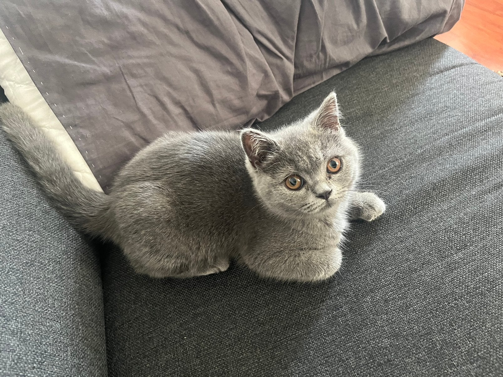 Britse kort haar kitten, Dieren en Toebehoren, Katten en Kittens | Raskatten | Korthaar, Poes, Met stamboom, 0 tot 2 jaar