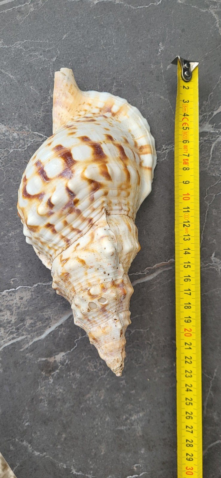 Grote decoratieve schelp - Tritonshoorn, Ophalen of Verzenden, Zo goed als nieuw