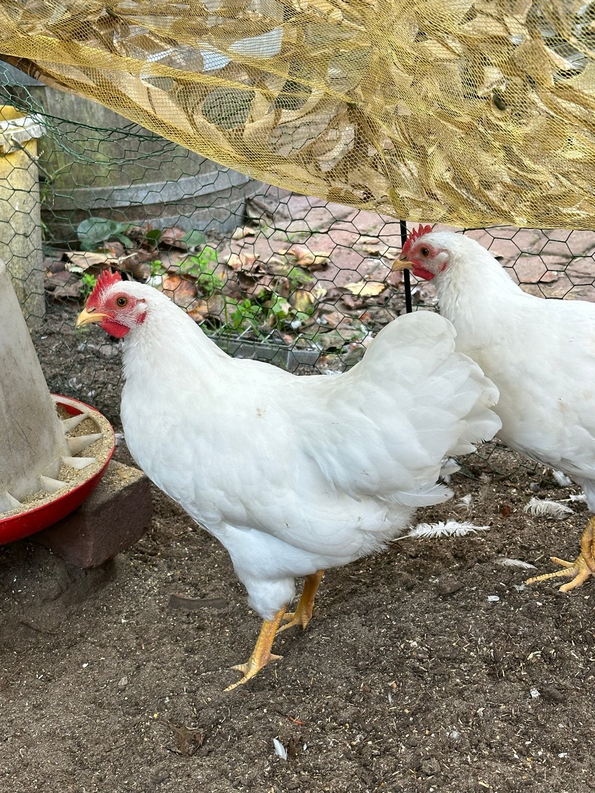 Barnevelder kriel haan gratis, Dieren en Toebehoren