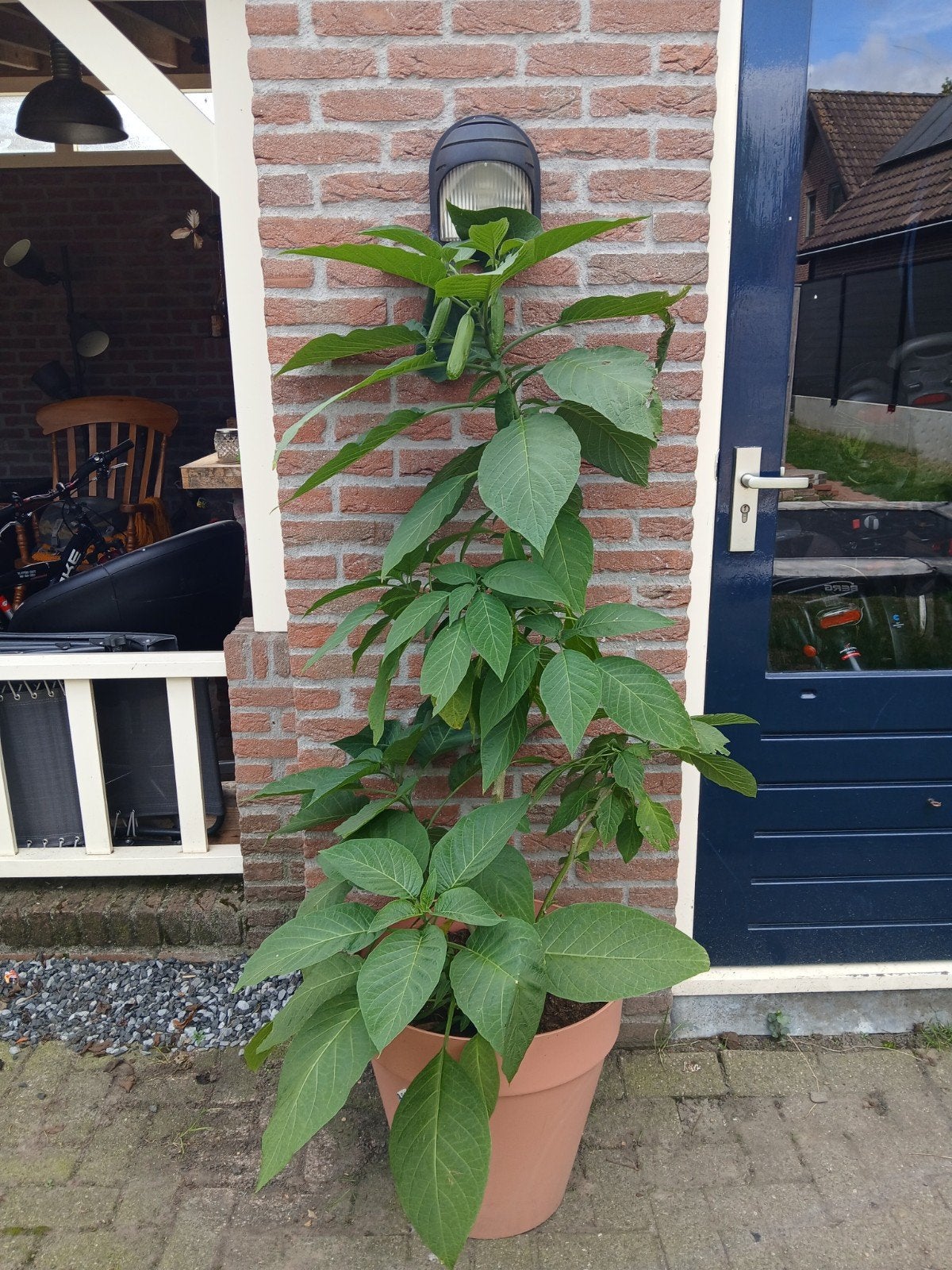 Brugmansia wit.., 100 tot 250 cm, Zomer, Volle zon, In pot