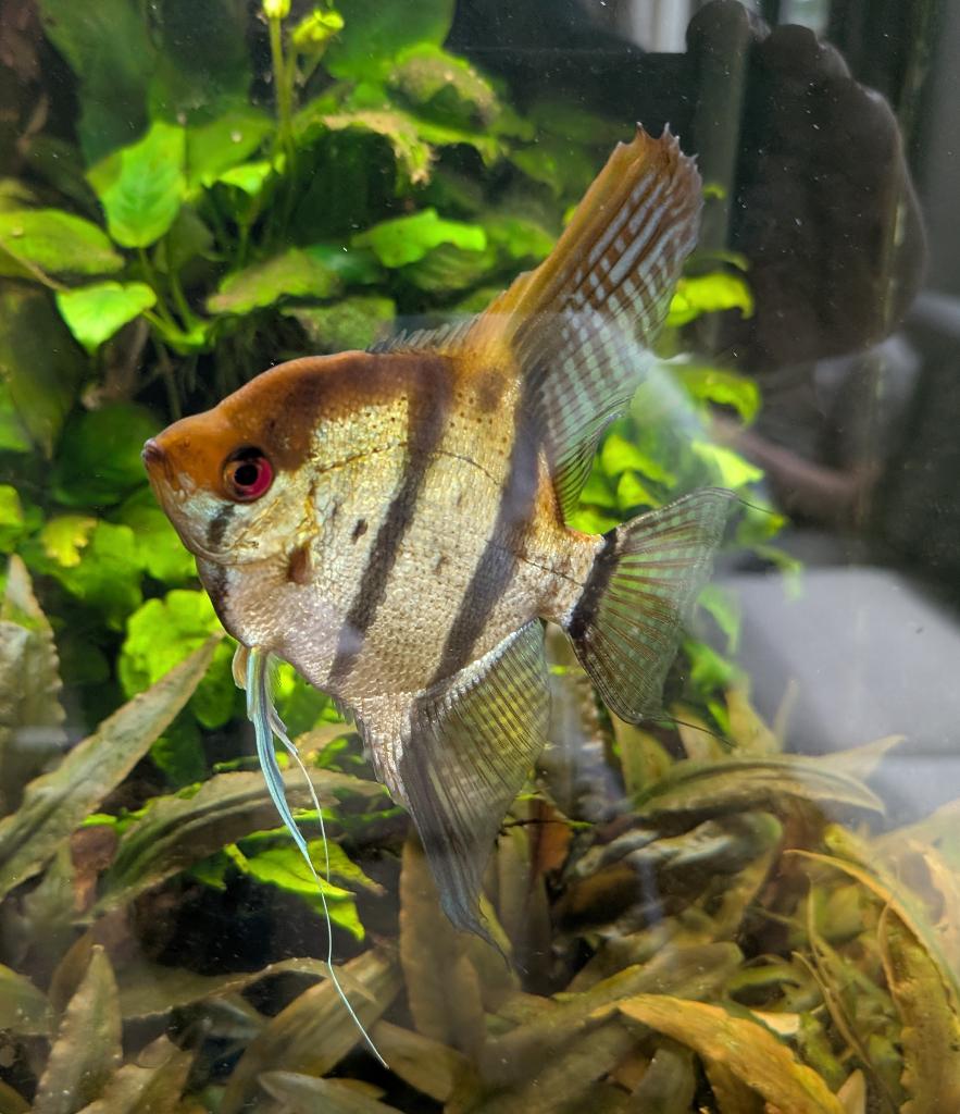 Maanvis 15-20cm, Vis, Zoetwatervis
