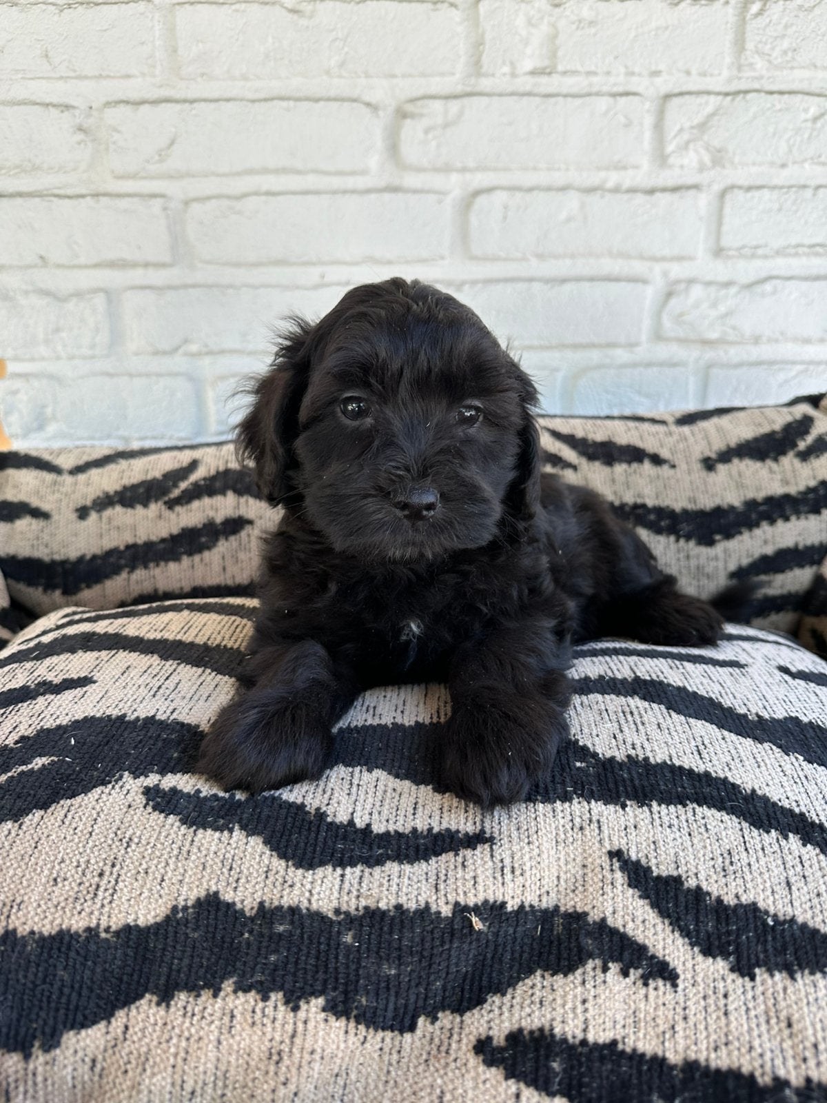 Boomer pups, maltezer x shitsu, Dieren en Toebehoren, Honden | Chihuahua's en Gezelschapshonden, Parvo, Nederland, Overige rassen