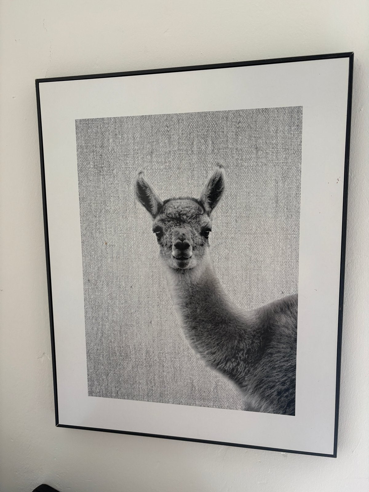 Set van 2 zwart-wit dierenprints – koala & alpaca/lama, Huis en Inrichting, 50 – 75, Minder dan 50 cm, Ophalen of Verzenden, Print
