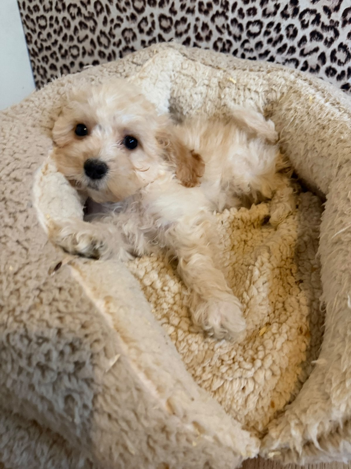 Maltipoo pups, maltipoo x toy poedel, Dieren en Toebehoren, Nederland, Overige rassen, CDV (hondenziekte), 8 tot 15 weken