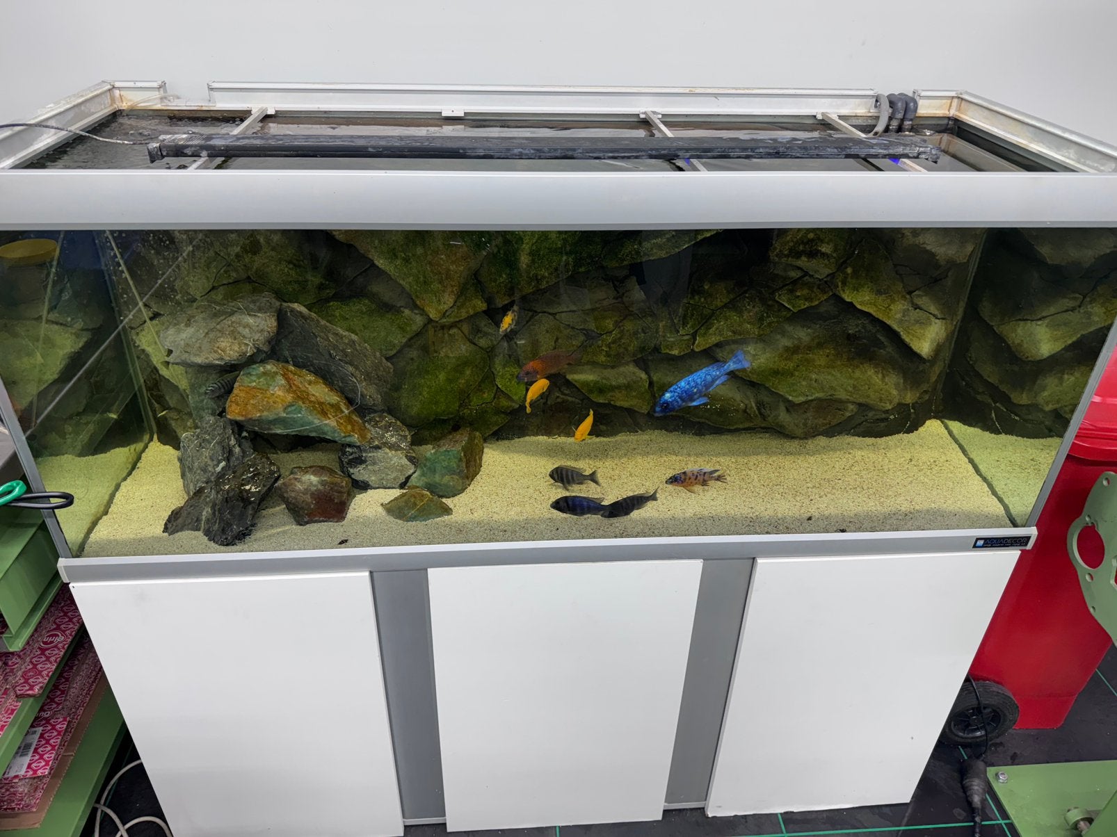 Aquarium 160cm met malawi chicliden, Info@fluval.com in, Gebruikt, A, Eheim