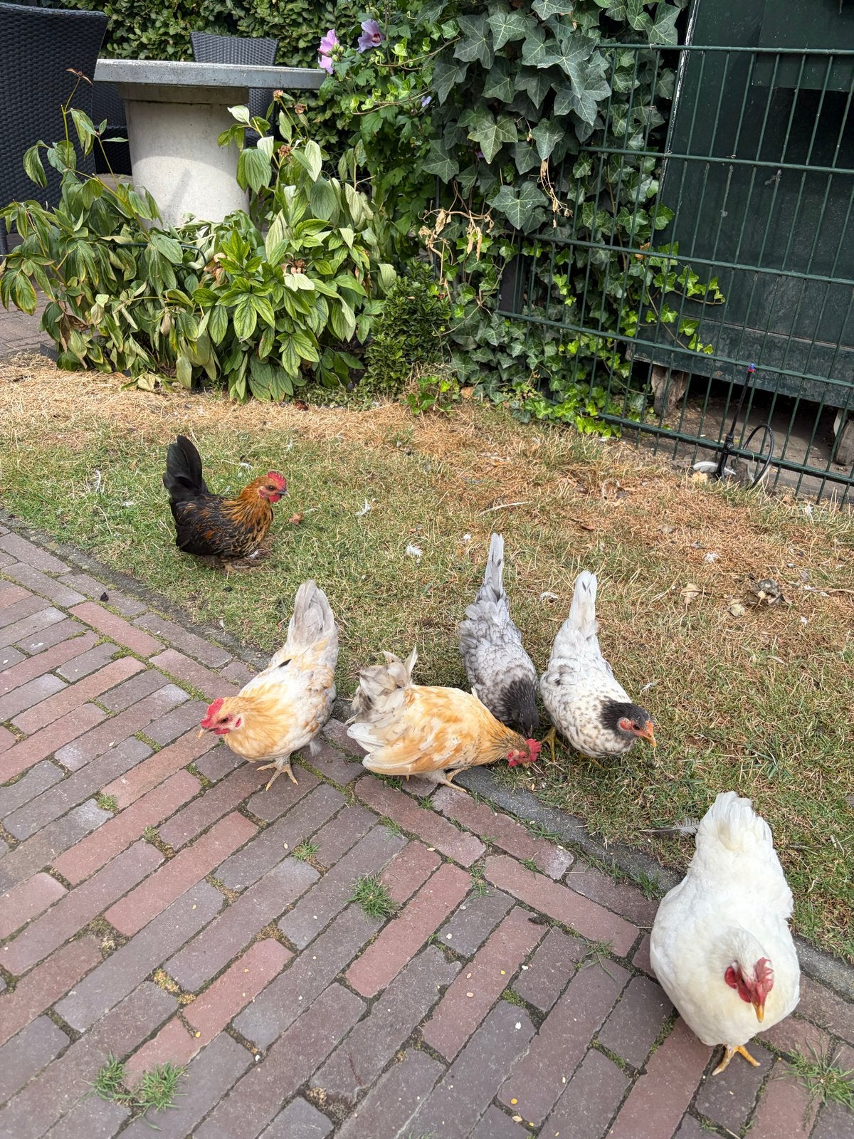 2 Chabo kippen en 3 haantjes zoeken een fijn huisje., Dieren en Toebehoren, Pluimvee, Meerdere dieren, Kip