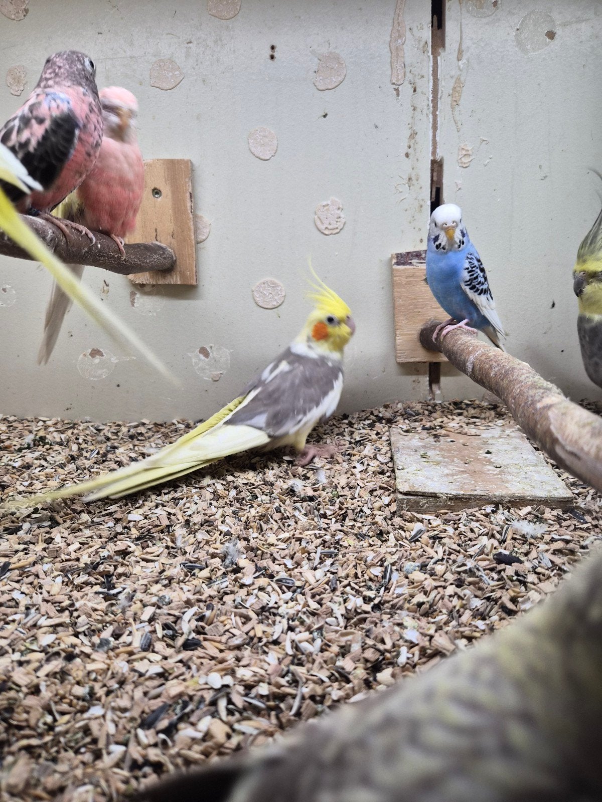 Valkparkieten, Meerdere dieren, Parkiet