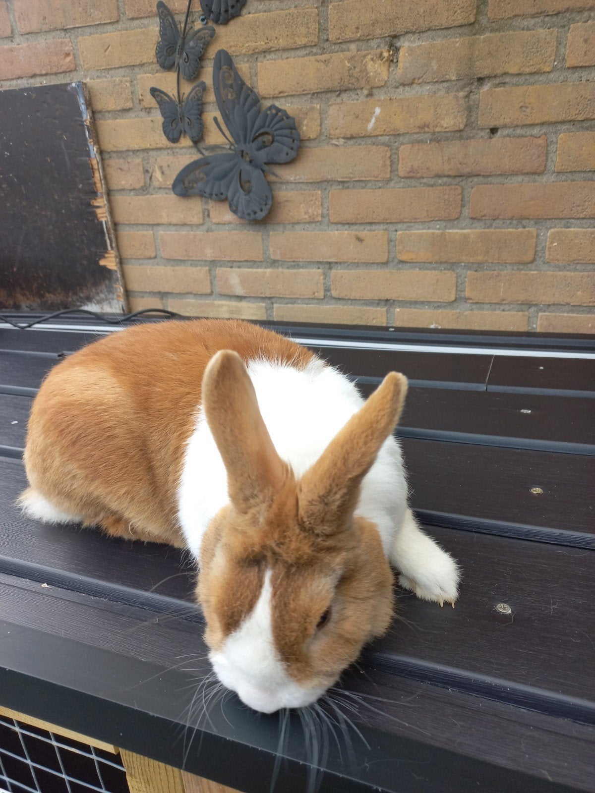 Hollander geel ram  tt waardig  25  euro, Dieren en Toebehoren, Konijnen, Mannelijk, Groot